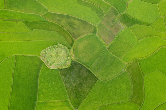 Aerial Rice Field Patterns