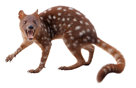 Aggressive Spotted-Tailed Quoll Snarling with Open Mouth Isolated on White Background