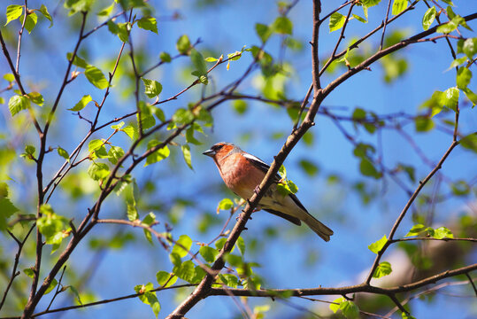 Spring nature sky chaffinch bird