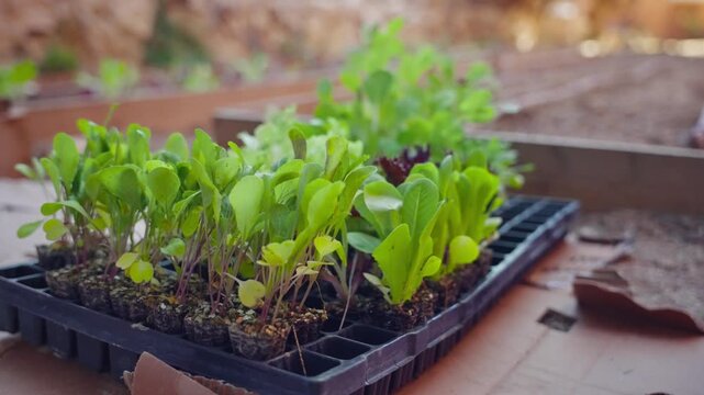 Young green plants grow in black trays. Wooden garden beds stretch into soft sunlight. Earth tones frame the fresh sprouts. Gardeners nurture life with care. Preparing for planting seedling in garden