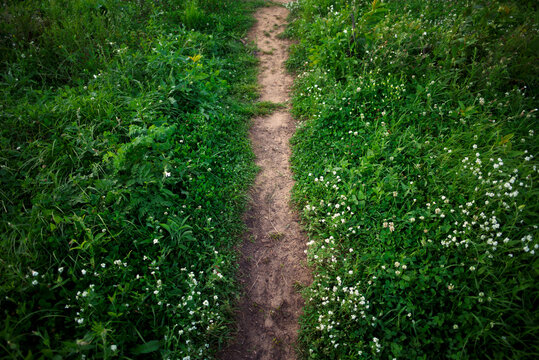 Path grass nature background