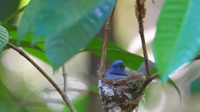 Bird fly catching insects, black head spigot black naped Building a nest in a small tree