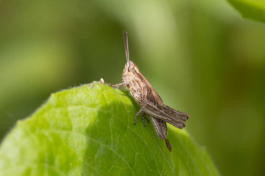 grasshopper on a leaf