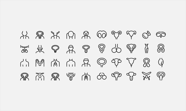 Male Reproductive Prostate line art icon set Vector Illustration