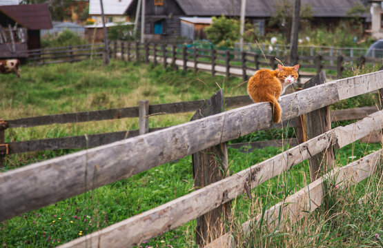 Ginger Cat Sitting on Wooden Fence in Rural Village Looking at Camera. High quality photo