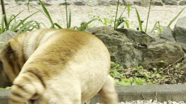 A wrinkly Shar Pei dog stands calmly on a gravel path. The adorable pet looks forward into a sunny park. Its cute, droopy face brings a warm and comforting feeling.