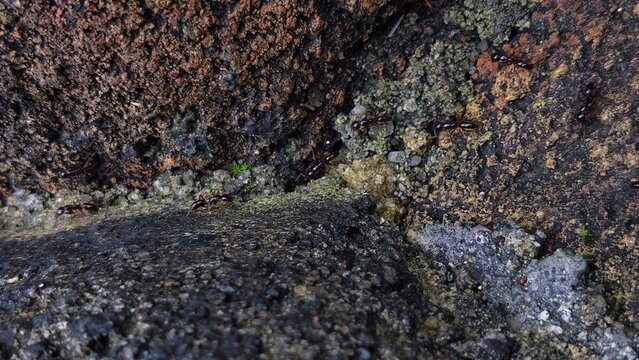 A trail of black worker ants marching diligently across an uneven, textured patch of hardened ground.