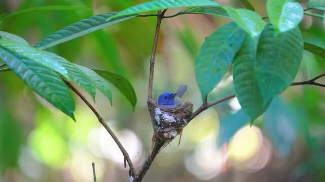 Bird fly catching insects, black head spigot black naped Building a nest in a small tree