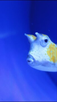 Longhorn cowfish swimming. Yellow boxfish portrait. Horned marine creature. Exotic reef fish. Funny ocean animal. Blue aquarium environment. Curious subaquatic behavior. Horned boxfish closeup