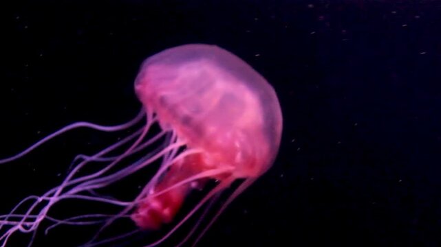 Pink sea nettle. Crimson jelly drifting. Glowing pink creature. Translucent ocean animal. Frilly tentacles underwater. Aquarium medusa display. Elegant reddish motion. Dark background beauty. Floating