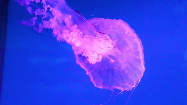 Pink sea nettle. Purple striped jelly. Glowing marine creature. Translucent ocean animal. Flowing tentacles underwater. Aquarium medusa display. Elegant neon motion. Blue background beauty. Floating