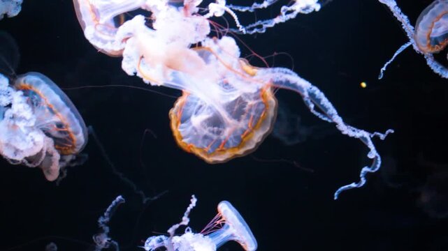 Sea nettle jellyfish. Pacific jelly drifting. Glowing marine creature. Transparent ocean animal. Flowing tentacles underwater. Aquarium medusa display. Elegant aquatic motion. Deep sea beauty