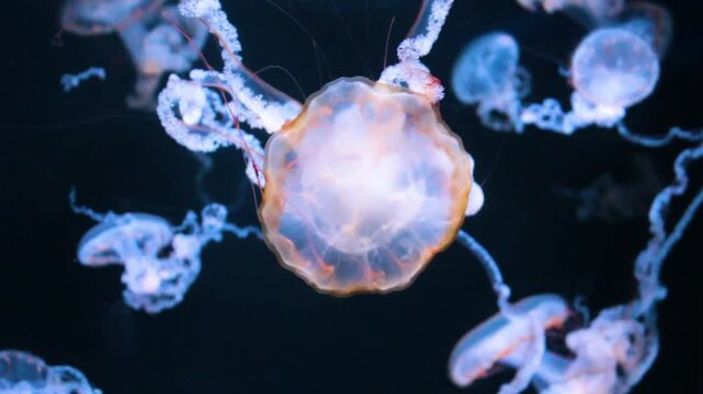 Sea nettle jellyfish. Pacific jelly drifting. Glowing marine creature. Transparent ocean animal. Flowing tentacles underwater. Aquarium medusa display. Elegant aquatic motion. Deep sea beauty