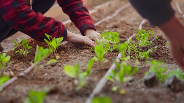 Hands gently guide young greens into soil. Rows of sprouts stretch toward sunlight, thriving. Cultivation shows care, patience, and connection to earth. Ideal for agriculture, sustainability