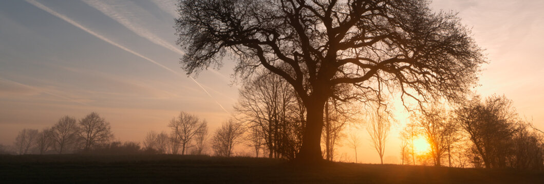Eiche im Nebel bei Sonnenaufgang: Symbol f&uuml;r Baumbestattung und ewige Ruhe im Friedwald