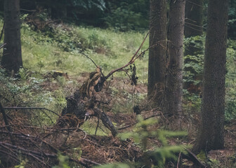 Leśny strażnik – korzeń przypominający Leszego © MarcinRoj.Fotografia