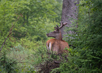 Młody byk jelenia szlachetnego (Cervus elaphus) w naturalnym środowisku leśnym © MarcinRoj.Fotografia