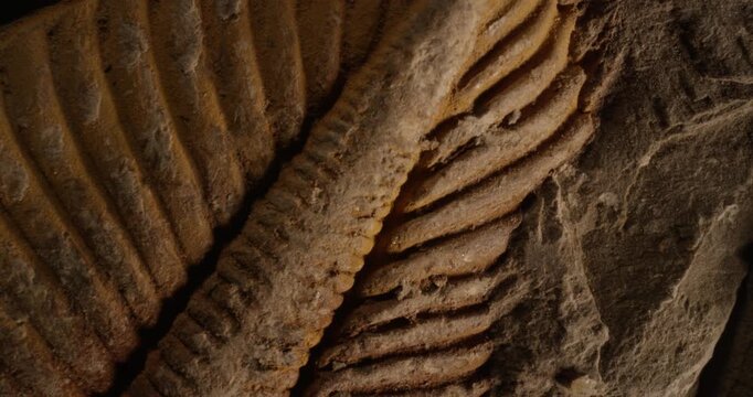 Ancient fossil texture, abstract natural stone background