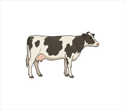 Standing cow with black and white spots facing right side profile view