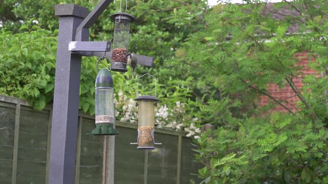 Great and Blue Tit birds on a group of feeders with seed, nuts and sunflower hearts in a rural UK garden