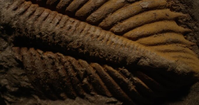 Ancient fossil texture, abstract natural stone background