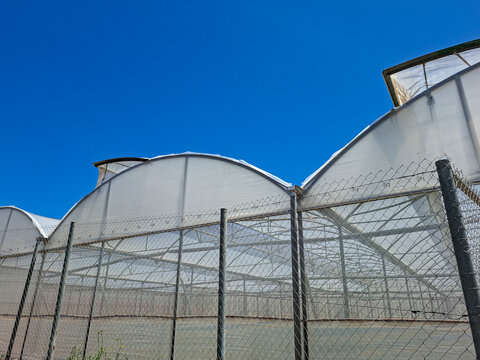 Large greenhouses with curved plastic roofs behind a chain link fence under a clear blue sky in a farming area