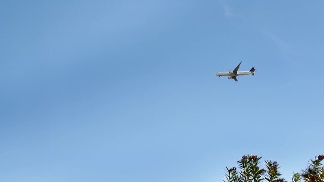 White airplane flies across clear blue sky above tropical palm trees and oleander bushes.