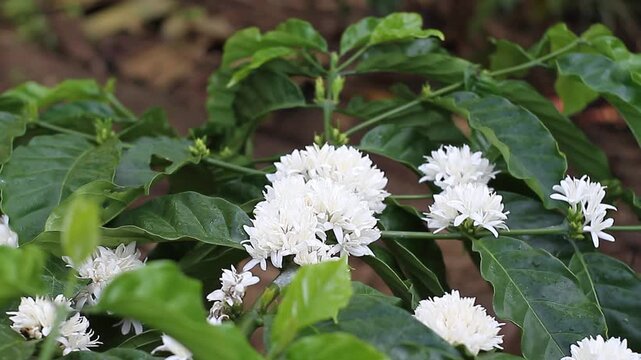 Close-up view of multiple large white coffee blossom clusters sitting thickly atop large, deeply ribbed green leaves.