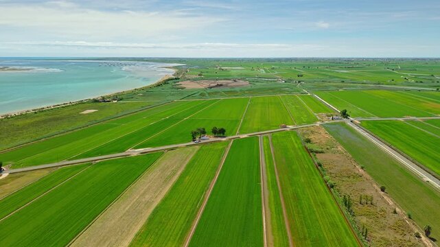 Green rice fields and irrigation canals in Ebro Delta Natural Park, Catalonia, Spain, aerial view of agricultural landscape near Mediterranean coast