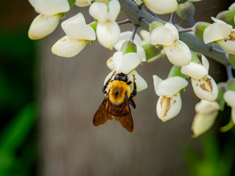 Macro photography of a fuzzy bumblebee gathering pollen from hanging white false indigo baptisia alba blossoms in a bright summer garden setting