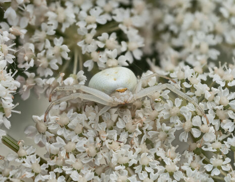 Eine Nahaufnahme einer wei&szlig;en Krabbenspinne (Thomisidae), die gut getarnt zwischen wei&szlig;en Bl&uuml;ten sitzt und auf Beute lauert.