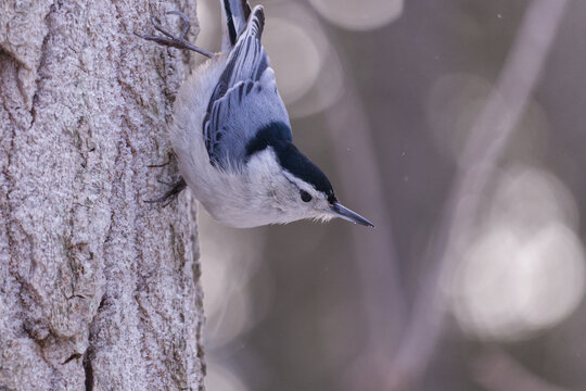 a white-breasted nuthatch on a tree trunk