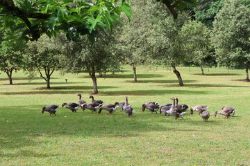 Gänsezucht Farm im Perigord in Frankreich © Hans-Martin Goede