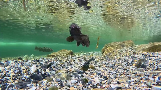 Wild Brown Trout Swimming Through a Clear Freshwater Stream