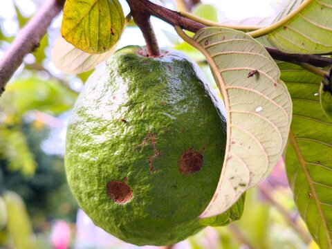 Fresh green guava fruit, Psidium guajava, hanging on a branch with some visible brown spots