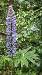 Fototapeta premium wild flowers in the forest