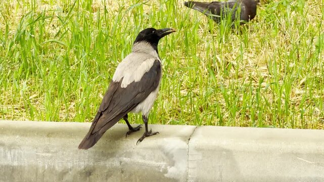 A hooded crow searches for food on a concrete curb. The grey and black bird pecks at bits of debris next to a grassy field. It focuses intently on finding its next meal.