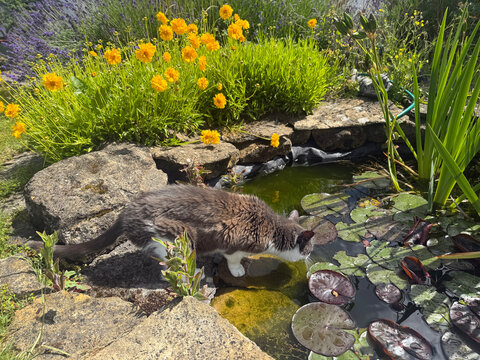 Cat drinking from a garden pond in summer