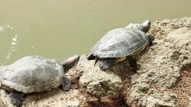 Two turtles rest on a rock beside a pond. They are basking in the sun together in this peaceful nature scene.