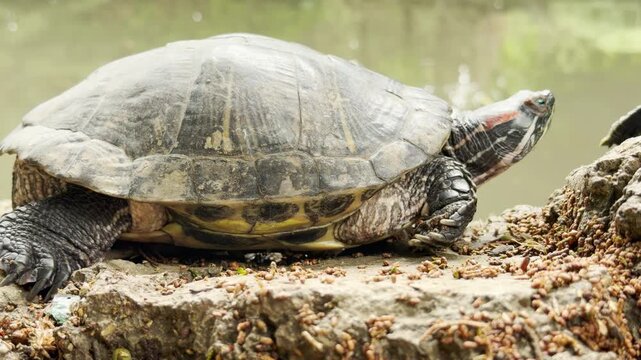 A red-eared slider turtle rests on a rock beside a quiet pond. It stretches its head to bask in the warm sunlight, enjoying a peaceful moment in its natural habitat.