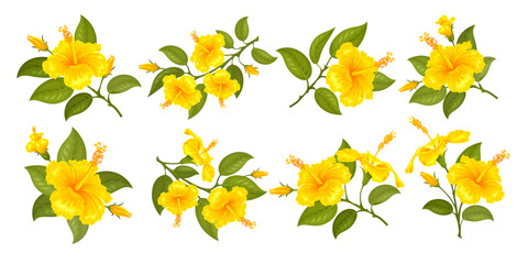 Yellow hibiscus. Hibiscus flower. Set of the one, two or three flowers on the twig. Various branches with flowers, buds and leaves. Tropic and subtropic plants, gumamela. Isolated vector illustration © Pagina
