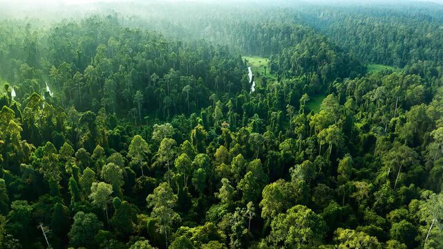 Aerial view of lush green forest with tall trees under soft morning light and gentle mist