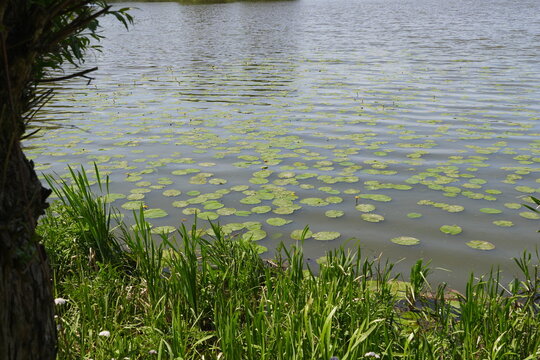 Tranquil Lake Surface with Green Lily Pads and Marsh Reeds Reflecting Sunlight Serene Nature Background for Peaceful Summer Landscape