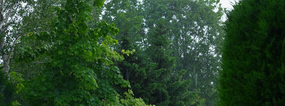 Lush Green Forest with Varied Trees Deciduous and Coniferous in Soft Daylight Perfect for Nature Backdrop and Seasonal Concepts