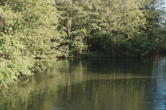 Serene Forest Lake Reflection Green Trees Lush Foliage Clear Sky Dappled Sunlight Peaceful Nature Landscape Summer Background