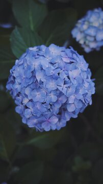 雨上がりに美しく咲く高幡不動尊の紫陽花