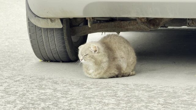 A fluffy cat rests in a loaf shape near a car tire to find shelter during light rain. The animal looks calm and patient while sitting on the gray asphalt pavement.