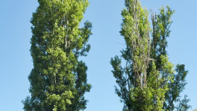 White poplar fluff drifts through the air near two tall green trees. The seeds float across a clear blue sky on a bright summer day. It feels peaceful and calm.