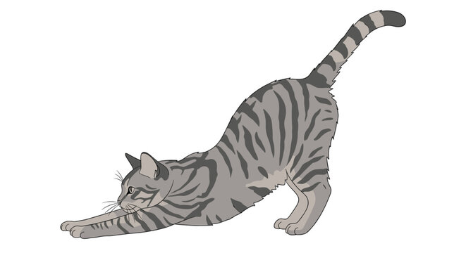 Gray tabby cat stretching its front legs and arching its back in a classic feline yoga pose on a plain white background.