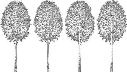 Four tall line art trees with full rounded leafy crowns and slender trunks ideal for park or garden landscape compositions. © MD ALI STOCK